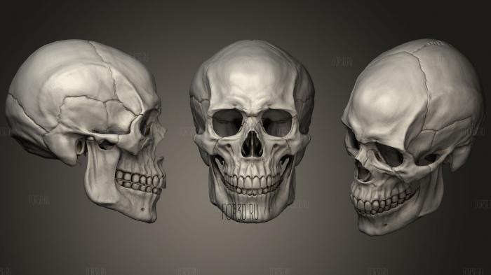 Human Male Skull stl model for CNC